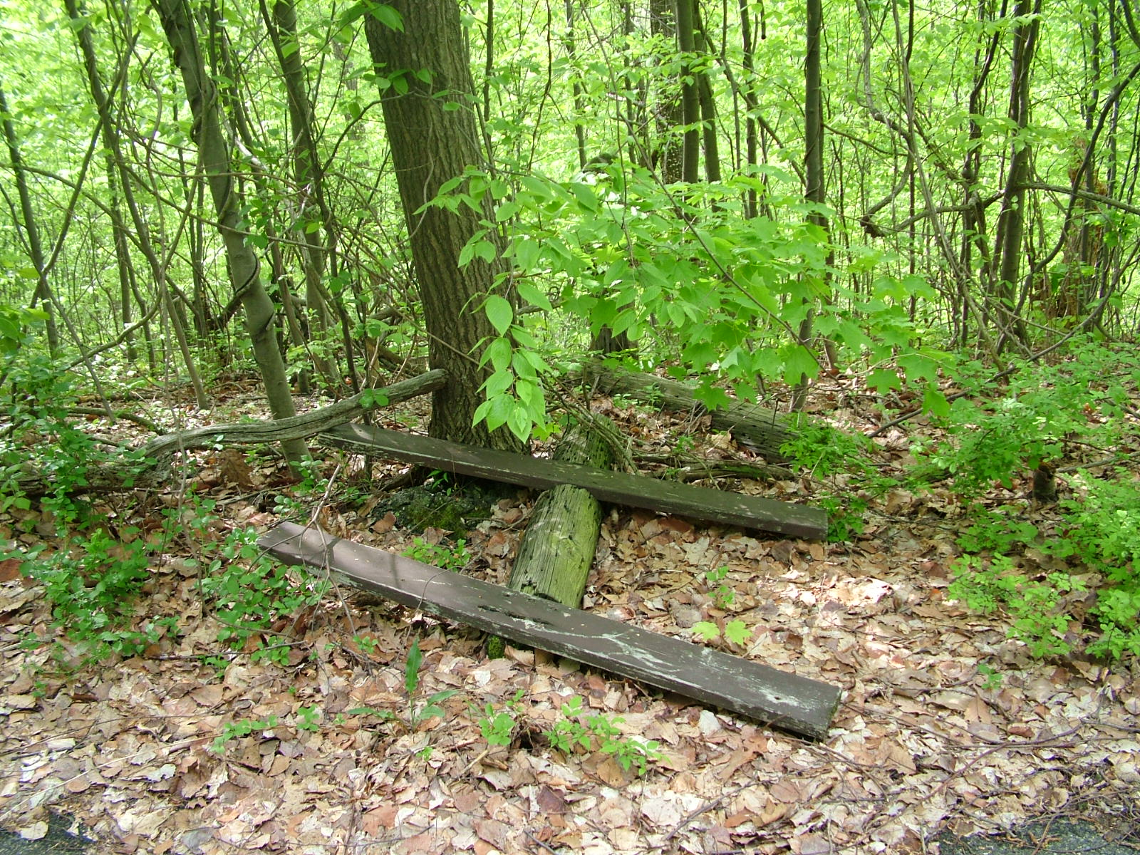 A Look Back at Jungle Habitat